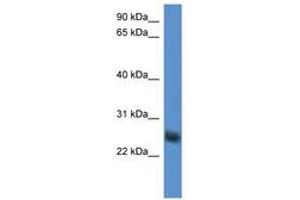 Image no. 1 for anti-Src-like-adaptor 2 (SLA2) (AA 94-143) antibody (ABIN6746843) (SLAP2 抗体  (AA 94-143))