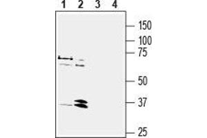 Western blot analysis of human MCF-7 breast adenocarcinoma cell line lysate (lanes 1 and 3) and human HL-60 promyelocytic leukemia cell line lysate (lanes 2 and 4): - 1, 2. (NPY1R 抗体  (2nd Extracellular Loop))