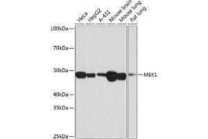 Western blot analysis of extracts of various cell lines, using MEK1 antibody (ABIN7268633) at 1:1000 dilution. (MEK1 抗体)