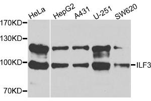 Western blot analysis of extracts of various cell lines, using ILF3 antibody (ABIN5971331) at 1/1000 dilution. (Interleukin enhancer-binding factor 3 (ILF3) 抗体)