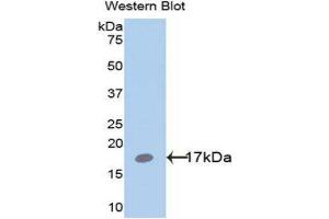 Western Blotting (WB) image for anti-Leptin (LEP) (AA 22-167) antibody (ABIN1078271) (Leptin 抗体  (AA 22-167))