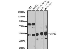 Western blot analysis of extracts of various cell lines, using GN antibody (ABIN7267539) at 1:1000 dilution. (GNAI3 抗体  (AA 1-100))