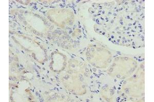 Immunohistochemistry of paraffin-embedded human kidney tissue using ABIN7162026 at dilution of 1:100