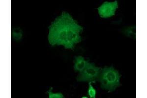 Anti-DYNC1LI1 mouse monoclonal antibody (ABIN2452971) immunofluorescent staining of COS7 cells transiently transfected by pCMV6-ENTRY DYNC1LI1 (RC222010). (DYNC1LI1 抗体)