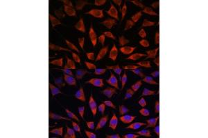 Immunofluorescence analysis of L929 cells using POGLUT1 antibody (ABIN7269673) at dilution of 1:100. (POGLUT1 抗体  (AA 160-280))