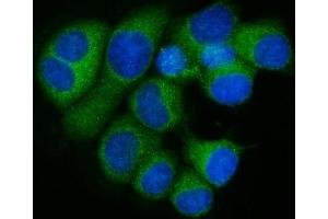 IF analysis of RPL32 using anti-RPL32 antibody (ABIN7601826). (RPL32 抗体  (AA 48-129))