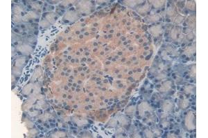 Detection of FASN in Rat Pancreas Tissue using Polyclonal Antibody to Fatty Acid Synthase (FASN) (Fatty Acid Synthase 抗体  (AA 2243-2505))