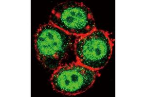 Confocal immunofluorescent analysis of K1 Antibody  (ABIN392432 and ABIN2842032) with Hela cell followed by Alexa Fluor 488-conjugated goat anti-rabbit lgG (green). (PAK1 抗体  (AA 401-430))