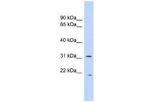 Calpain 4 antibody used at 1 ug/ml to detect target protein.