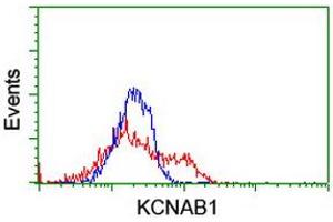 HEK293T cells transfected with either RC207384 overexpress plasmid (Red) or empty vector control plasmid (Blue) were immunostained by anti-KCNAB1 antibody (ABIN2455278), and then analyzed by flow cytometry. (KCNAB1 抗体)