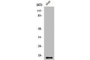 Western Blot analysis of A549 cells using Cystatin 11 Polyclonal Antibody (CST11 抗体  (C-Term))