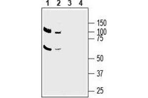 Western blot analysis of mouse brain lysate (lanes 1 and 3) and rat brain membranes (lanes 2 and 4): - 1,2. (SLC1A5 抗体  (C-Term, Intracellular))