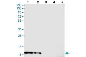Western blot analysis of Lane 1: RT-4, Lane 2: U-251 MG, Lane 3: Human Plasma, Lane 4: Liver, Lane 5: Tonsil with C7orf59 polyclonal antibody  at 1:250-1:500 dilution. (LAMTOR4 抗体)