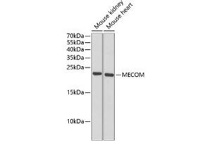 Western blot analysis of extracts of various cell lines, using MECOM antibody (ABIN6132516, ABIN6143677, ABIN6143679 and ABIN6221326) at 1:1000 dilution.