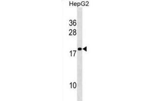Western Blotting (WB) image for anti-Histone Linker H1 Domain, Spermatid-Specific 1 (HILS1) antibody (ABIN3000680) (HILS1 抗体)
