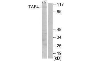 Western blot analysis of extracts from NIH-3T3 cells, using TAF4 antibody. (TAF4 抗体)
