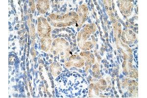 NRCAM antibody was used for immunohistochemistry at a concentration of 4-8 ug/ml to stain Epithelial cells of renal tubule (arrows) in Human Kidney. (NrCAM 抗体  (N-Term))