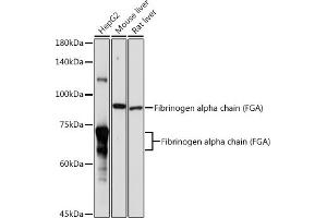 Western blot analysis of extracts of various cell lines, using Fibrinogen alpha chain (Fibrinogen alpha chain (FGA)) antibody (ABIN7267178) at 1:1000 dilution. (FGA 抗体  (AA 1-100))