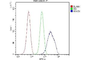 Flow Cytometry analysis of U20S cells using anti-WWOX antibody (ABIN5693294). (WWOX 抗体  (AA 1-245))