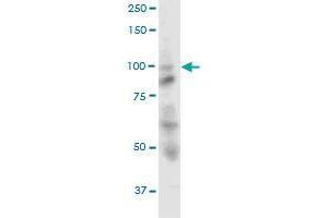 OPA1 MaxPab polyclonal antibody. (OPA1 抗体  (AA 1-960))