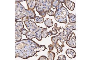IHC analysis of HSD11B2 using anti-HSD11B2 antibody (ABIN7602698).