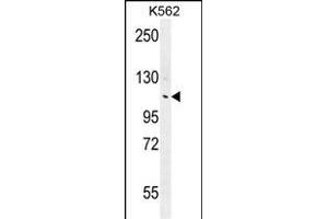 ANKRD18B Antibody (N-term) (ABIN655769 and ABIN2845209) western blot analysis in K562 cell line lysates (35 μg/lane). (ANKRD18B 抗体  (N-Term))