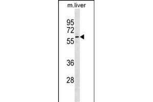 Mouse Gnl3 Antibody (C-term) (ABIN1881380 and ABIN2838690) western blot analysis in mouse liver tissue lysates (35 μg/lane). (Nucleostemin 抗体  (C-Term))