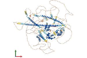 Protein Structure (PS) image for Cut-Like Homeobox 2 (CUX2) (AA 1-1426) protein (His tag) (ABIN7563521)