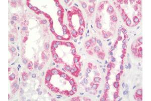 Anti-UQCRFS1 antibody IHC staining of human kidney. (UQCRFS1 抗体  (FITC))
