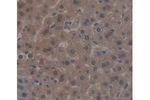 Used in DAB staining on fromalin fixed paraffin- embedded liver tissue (NR1I3 抗体  (AA 1-247))