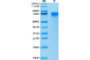 Biotinylated Human LILRB3 on Tris-Bis PAGE under reduced condition. (LILRB3 Protein (AA 24-443) (His-Avi Tag,Biotin))