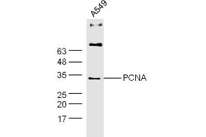 A549 lysates probed with PCNA Polyclonal Antibody, Unconjugated  at 1:300 dilution and 4˚C overnight incubation.