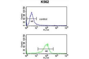 ATP1B2 Antibody (Center) flow cytometry analysis of K562 cells (bottom histogram) compared to a negative control cell (top histogram). (ATP1B2 抗体  (Middle Region))