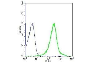 Human A549 cell lysates probed with Rabbit Anti-MRP1 Polyclonal Antibody, Unconjugated . (Multidrug-Resistance Like Protein 1 抗体  (AA 501-600))