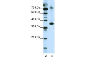 Western Blotting (WB) image for anti-NFKB Repressing Factor (NKRF) antibody (ABIN2461882) (NKRF 抗体)