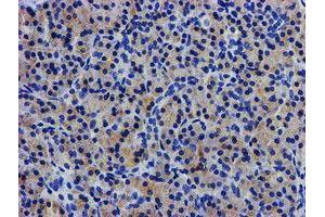 Immunohistochemical staining of paraffin-embedded Human pancreas tissue using anti-LPL mouse monoclonal antibody. (Lipoprotein Lipase 抗体  (AA 28-475))