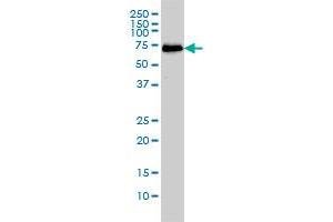 Western Blotting (WB) image for anti-CDK5 Regulatory Subunit Associated Protein 3 (CDK5RAP3) (AA 1-506) antibody (ABIN566436)