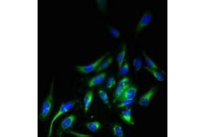 Immunofluorescent analysis of Hela cells using ABIN7158170 at dilution of 1:100 and Alexa Fluor 488-congugated AffiniPure Goat Anti-Rabbit IgG(H+L) (LRRC3B 抗体  (AA 34-204))