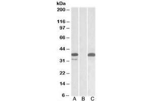 Western blot testing of HEK293 lysate overexpressing human PIM2-MYC with PIM2 antibody (0. (PIM2 抗体)