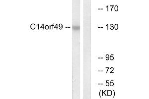 Western blot analysis of extracts from Jurkat cells, using C14orf49 antibody. (Nesprin3 抗体  (Internal Region))