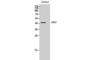 Western Blotting (WB) image for anti-Complement Decay-Accelerating Factor (CD55) (Internal Region) antibody (ABIN3183777) (CD55 抗体  (Internal Region))