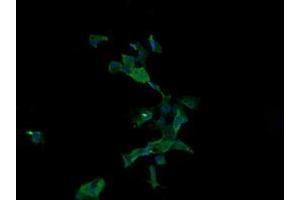 Image no. 2 for anti-Anaphase Promoting Complex Subunit 11 (ANAPC11) antibody (ABIN1496631) (ANAPC11 抗体)