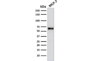 Western Blot Analysis of human MCF-7 cell lysate using Estrogen Receptor alpha Mouse Monoclonal Antibody (ER506). (Estrogen Receptor alpha 抗体  (AA 2-185))