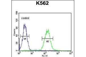 CNGA2 Antibody (N-term) (ABIN651051 and ABIN2840047) flow cytometric analysis of K562 cells (right histogram) compared to a negative control cell (left histogram). (CNGA2 抗体  (N-Term))