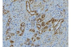 ABIN6278267 at 1/100 staining Mouse kidney tissue by IHC-P. (KIF3A 抗体  (C-Term))