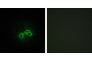Peptide - +Immunofluorescence analysis of 3T3 cells, using BLCAP antibody. (BLCAP 抗体)