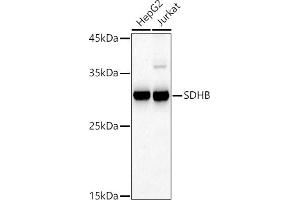 Western blot analysis of extracts of various cell lines, using SDHB antibody (ABIN6131588, ABIN6147472, ABIN6147474 and ABIN6215002) at 1:500 dilution. (SDHB 抗体  (AA 29-280))
