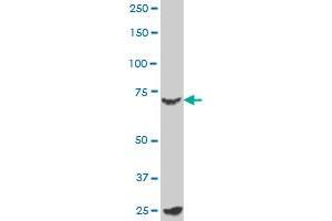 MYBL2 monoclonal antibody (M02), clone 1C7 Western Blot analysis of MYBL2 expression in K-562 . (MYBL2 抗体  (AA 601-700))