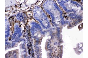 FGF1 was detected in paraffin-embedded sections of mouse intestine tissues using rabbit anti- FGF1 Antigen Affinity purified polyclonal antibody (Catalog # ) at 1 µg/mL.