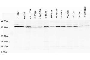 Western blot analysis of multiple Cell line lysates showing detection of AHA1 protein using Rabbit Anti-AHA1 Polyclonal Antibody . (AHSA1 抗体  (Biotin))